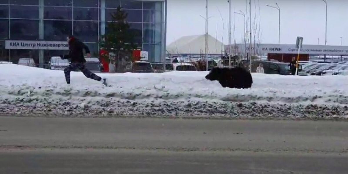 Нижневартовск с утра переполошил медведь, который гонялся за прохожими по оживленной улице