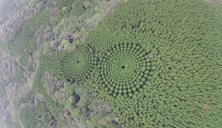 Зона экспериментального лесоводства: в Японии насаждения кедров сформировали аномальные природные кольца 