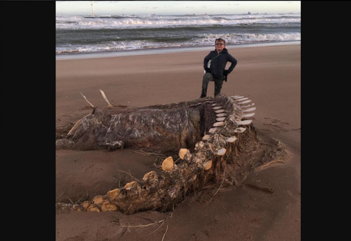 На побережье Шотландии выбросило огромный скелет загадочного существа, похожего на Несси