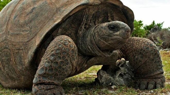 В Испании нашли мертвую гигантскую черепаху – кадры