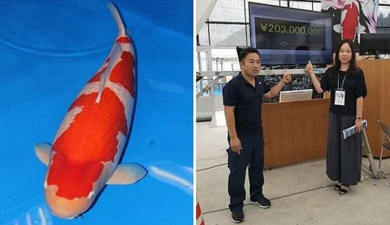 Самая дорогостоящая рыба в мире: японец купил на аукционе карпа кохаку за 2 миллиона долларов 