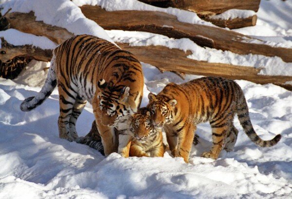 Уникальное видео с амурскими тигрятами: редкое событие в заповеднике Приморья