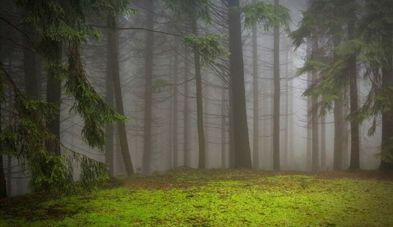 Дыхание в унисон с дуновениями ветра: под воздействием шторма в Канаде начал ʺдышатьʺ лес – кадры 
