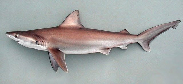 Животное со свинцовыми гирями: на американское побережье выбросилась ярко-красная акула 