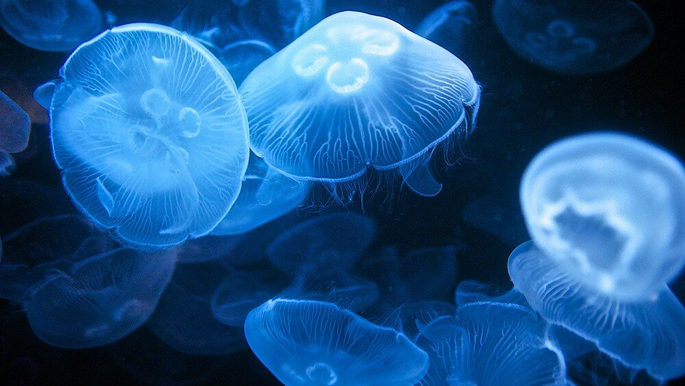 Аномальное явление в Крыму: морскую акваторию заполнили медузы 