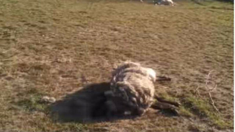 Ювелирный хищник на Украине: неизвестное существо обескровило стадо животных
