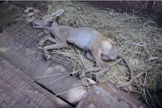На Украине убита мифическая "чупакабра" - доказательства наводящего страх существа из легенд