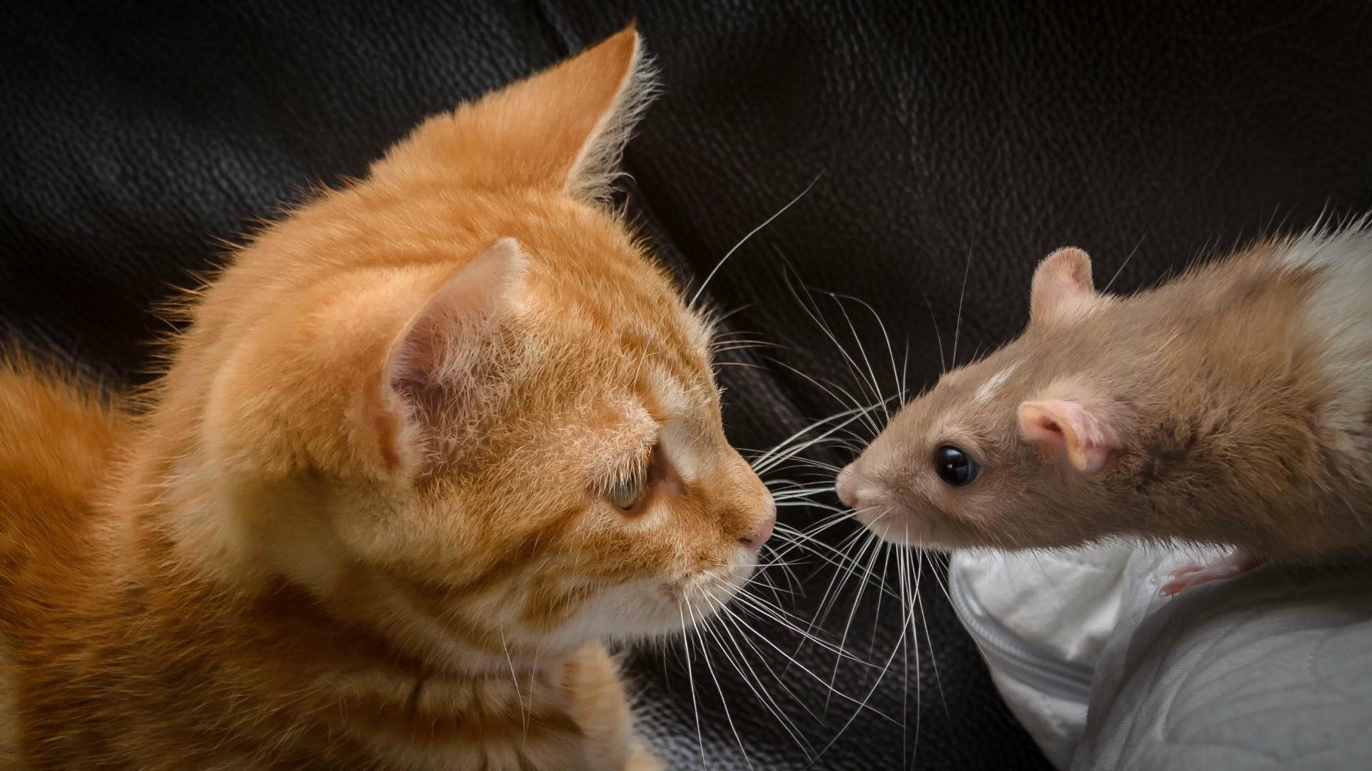 ​Необычная дружба кошки и крысы удивила Сеть: опубликованы кадры