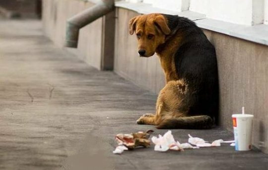 В Мурманской области накажут за кормление бездомных животных