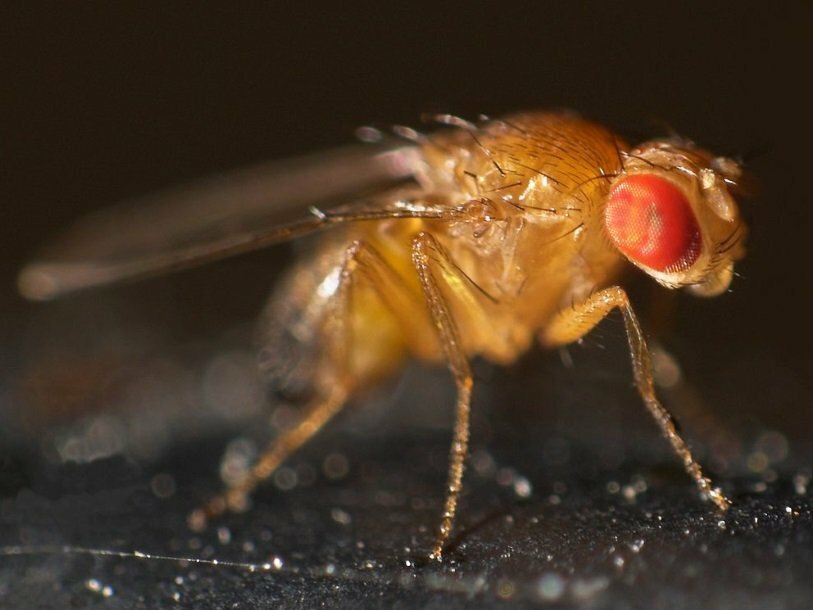 Таинственные зомби: ученые раскрыли секрет "обращения" мух - подробности