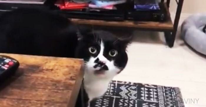 В Сети появилось видео необычного пения забавного кота, поразившего пользователей своим талантом