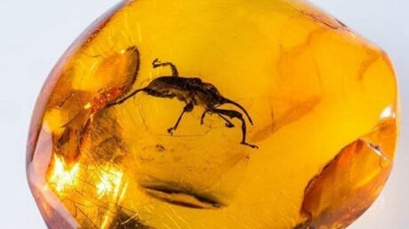 Сосали кровь еще у динозавров - ученые обнаружили доисторических вшей, "застывших" в янтаре