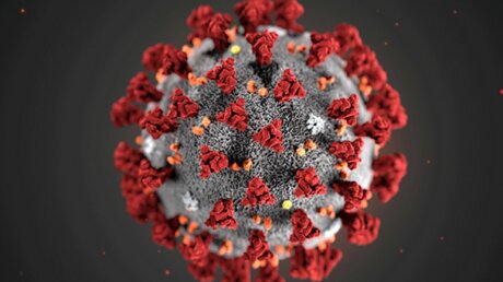 Виноваты два коронавируса - молекулярные биологи выступили с неожиданным заявлением