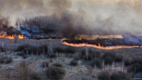 чернобыль, лес, пожар, чп, припять, происшествия, украина сегодня