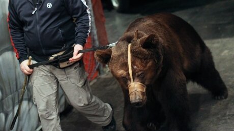 В подмосковном цирке медведь напал на дрессировщика и укусил ребенка 