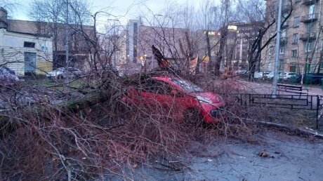 Ураган в Петербурге никого не пощадил: сотни поваленных деревьев и заборов, "дров хватит на две зимы" - кадры