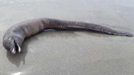 "Змея-мутант с головой дельфина", - на мексиканский пляж выбросило загадочного монстра