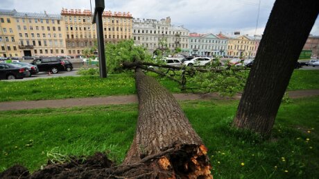 Санкт-Петербург приходит в себя после рушащихся деревьев и разбитых машин: последствия шторма