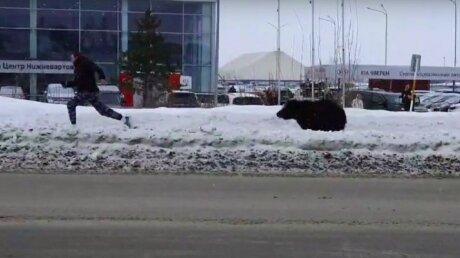 Нижневартовск с утра переполошил медведь, который гонялся за прохожими по оживленной улице