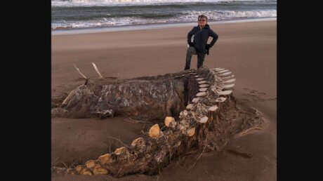 На побережье Шотландии выбросило огромный скелет загадочного существа, похожего на Несси