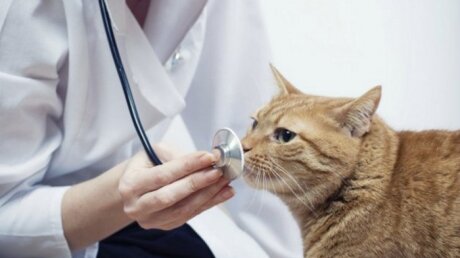 Глава Минздрава Польши обвинил котов в распространении коронавируса