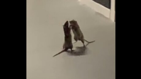 ​Шокированный поведением крыс кот прославился в Сети: кадры яростного сражения