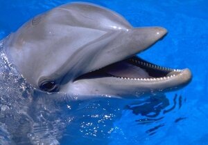  Dolphins: Spy in the Pod, фильм, дельфины, нейротоксин, наркотическое вещество, иглобрюхие рыбы, тетродотоксин, нервно-паралитическое действие, яд, зоологи
