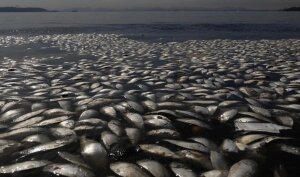 Новости России, Татарстан, гибель рыбы 
