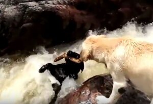 собака, пес, спасение, помощь, мир животных, река, поток