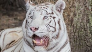 оренбург, дтп, фура с белыми тиграми, упала в кювет, подоробности, видео