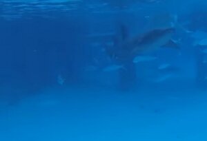 Багамские острова, американка, нападение, акула-нянька, видео, кадры