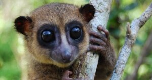 Мадагаскар, мокроносный примат, лемур, карликовый лемур Гровса, ученый, животное, Global Wildlife Conservation, фауна, размножение