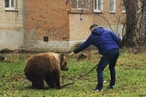 россия, таганрог, видео, медведь, новости дня, общество