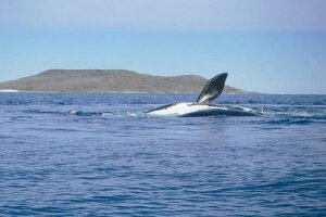 новости, гренландский кит, хабаровск, происшествия, катер, россия, общество, видео