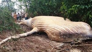 наука, Бразилия горбатый кит аномалия лес видео (новости), происшествие