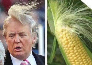 сша, дональд трамп, иванка трамп, шевелюра, блондин, облысение, пересадка волос