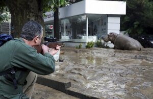 Тбилиси, наводнение, животные, хищники, спецназ, происшествия, общество, стихия