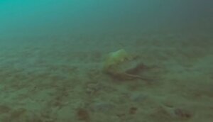 Чукотское море, Арктика, компасная медуза, видео
