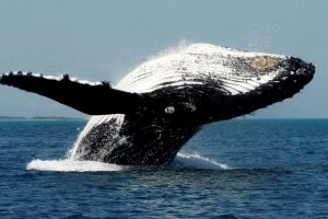 ла-манш, горбатый кит, берег, девон, наблюдатели, активисты, великобритания, штраф, туристы