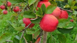 наука, США яблони вирус аномалия мир растений (новости), происшествие