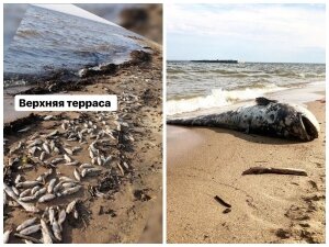 россия, ульяновск, мертвая рыба, рыбное кладбище, интервью, репортер 73, скандал