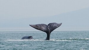 Россия, Хабаровск, застрявший кит, смотреть фото, подробности