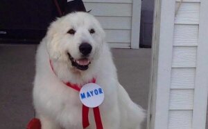 Миннесота, собака ,мэр, выборы, победа 