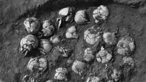 наука, Новая Зеландия история кости археологи аномалия погребение (новости), происшествие