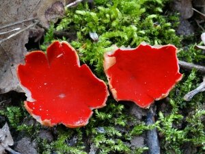 грибы, саркосцифа красная, "красная чаша эльфов", Саркосцифа австрийская, плодовое тело, пектины, группа крови