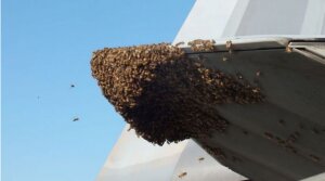 Вирджиния, истребитель, пчелы, пчеловод