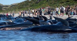 новая зеландия, киты, черные дельфины, добровольцы, выбрасывание, прощальная коса, акулы, берег, doc