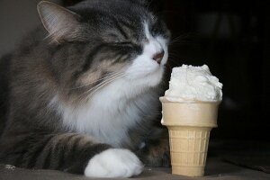 кот, мороженое, мир животных, общество