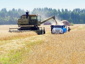 урожай, 2015, россия, сельское хозяйство, зерно