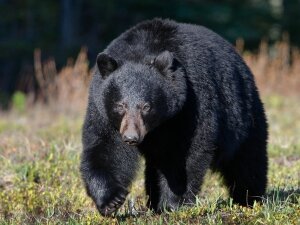 медведи, видео, канадцы, животные, охотник